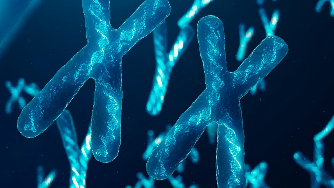 X shaped chromosomes