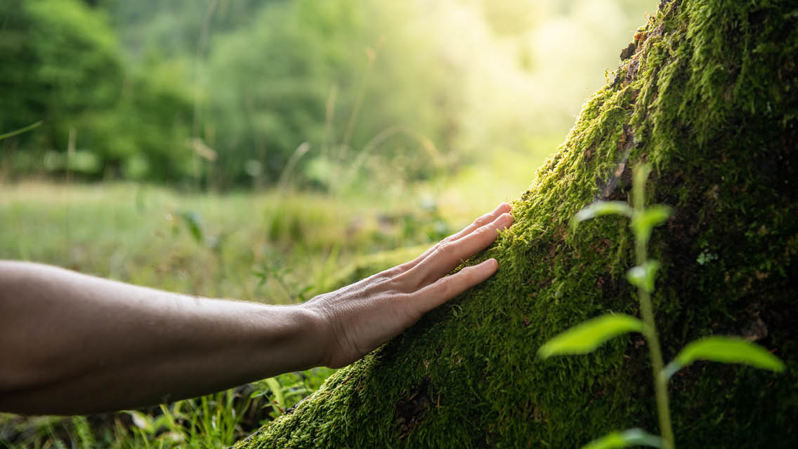 a hand touches a mossy tree trunk